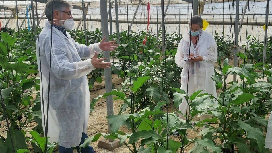 Rijk Zwaan-ppt-1280x640|rijk-zwaan-iberica-presenta-variedad-berenjena|rijk-zwaan-iberica-presenta-variedad-berenjena|rijk-zwaan-iberica-presenta-variedad-berenjena|Rijk-Zwaan-Domingo